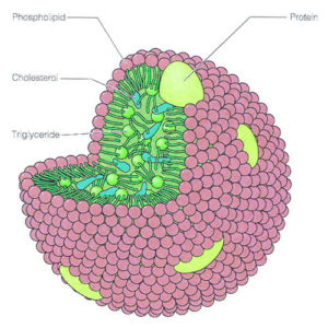 Alzheimer diabète de type 3 - Apo E et le transport du cholestérol