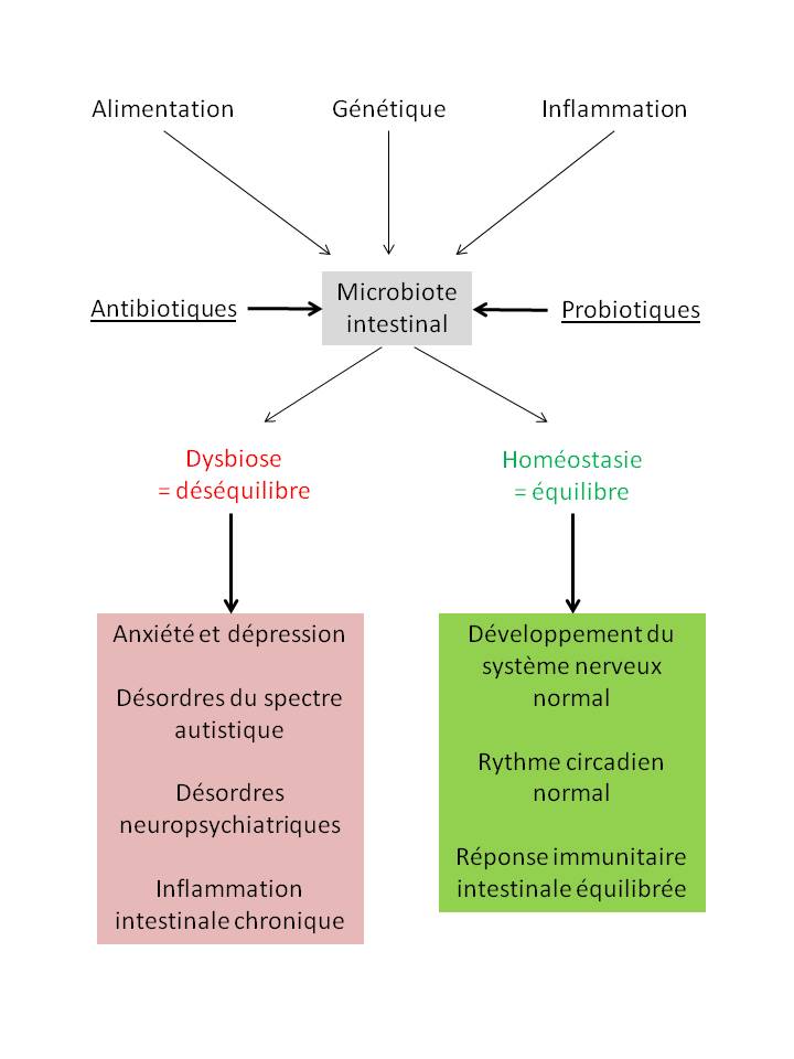 Schéma microbiote et facteurs l'affectant
